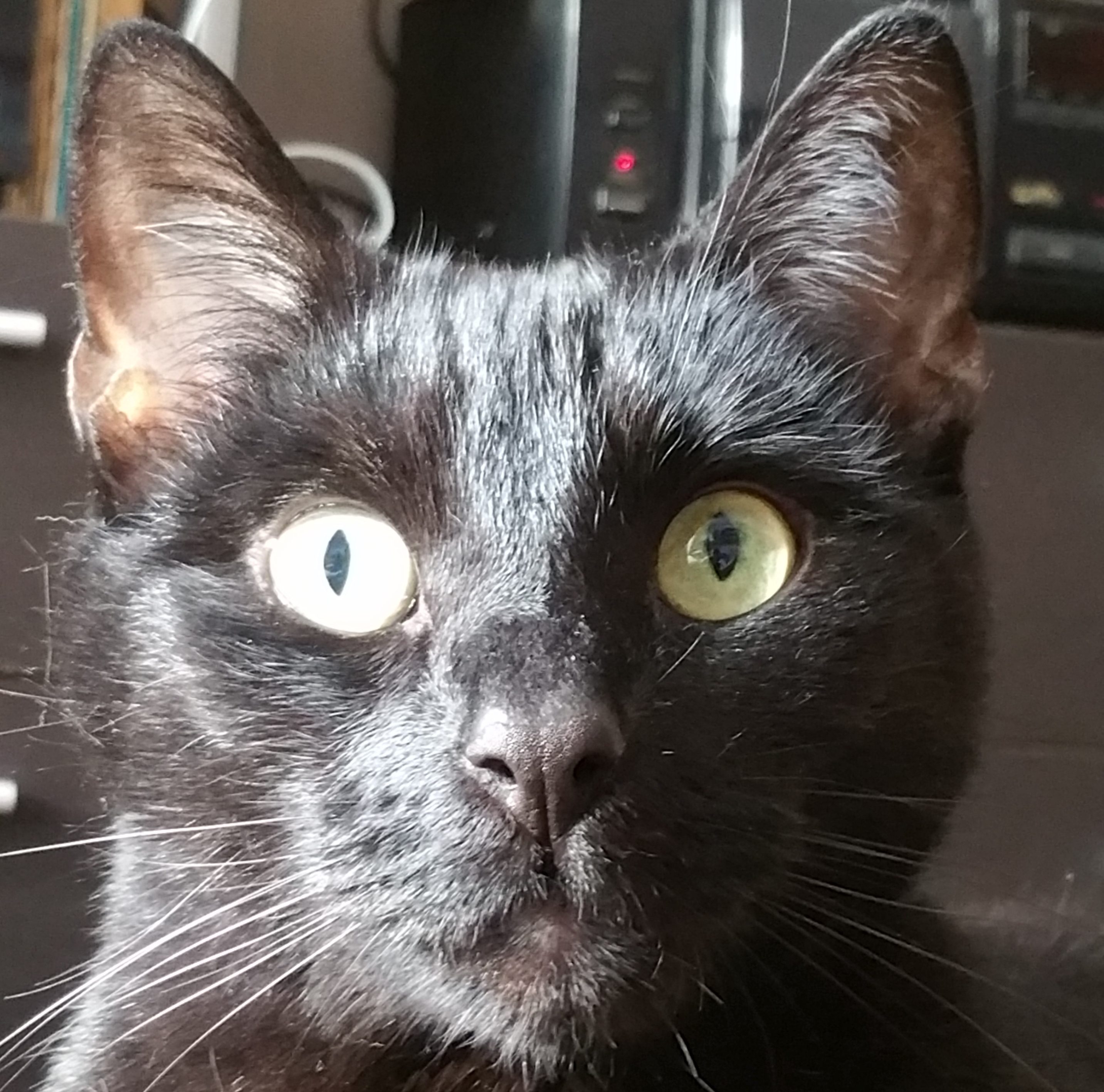 Geschichten von Katzen und Menschen