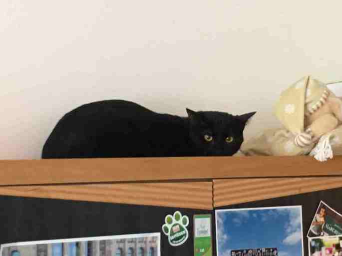 2017-3-26-nelson_0039