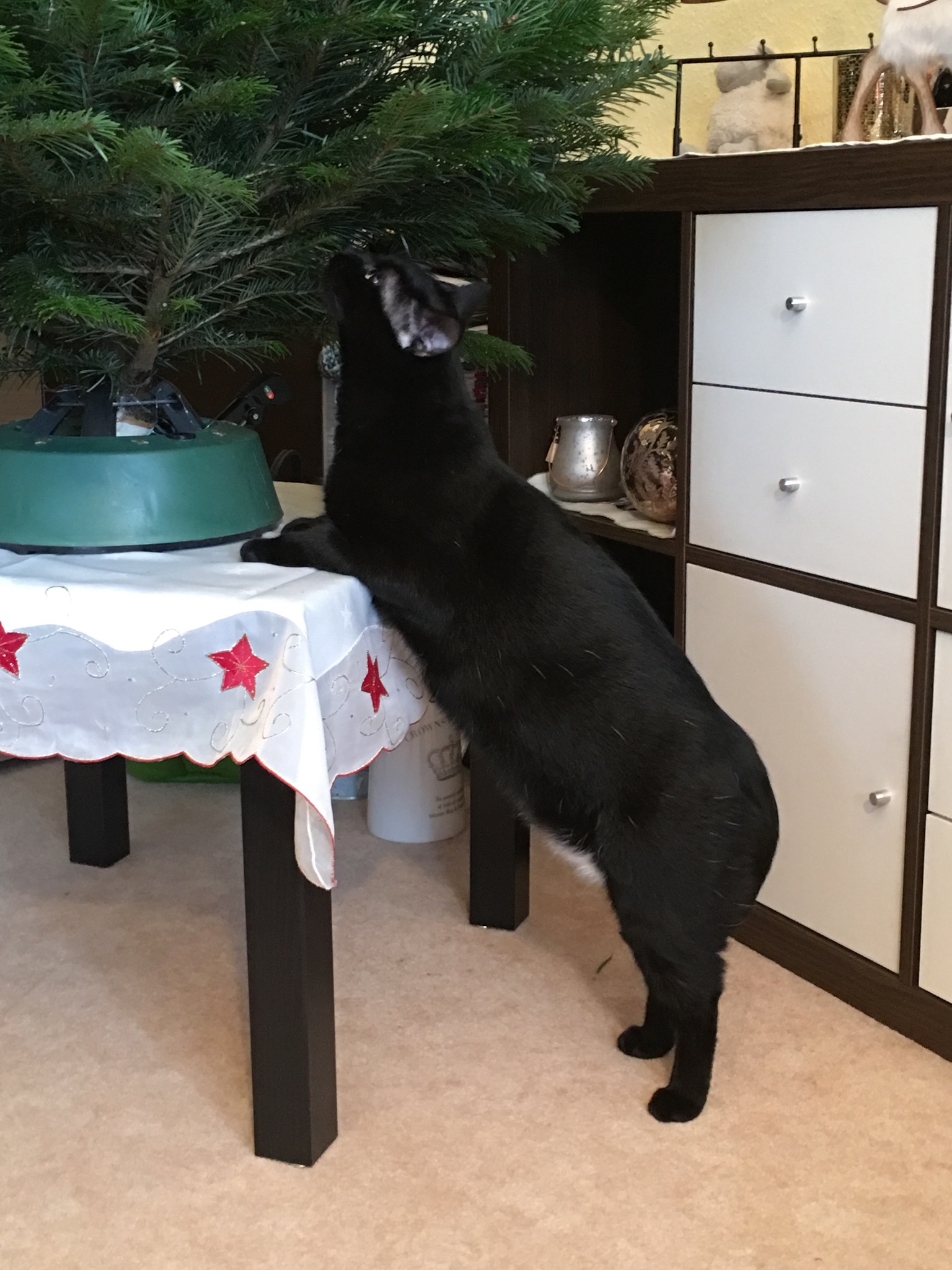 Weihnachten mit Katzen – Mein Leben mit den Samtpfoten, image size:1536x2048